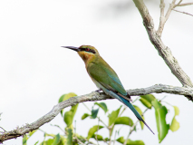 Blue-tailed Bee-eater