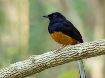 White-rumped  Shama