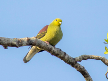 Sri Lanka Green Pigeon