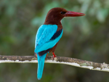 White-throated Kingfisher