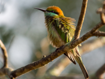 Green Bee-eater