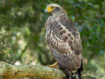 Crested Serpent Eagle