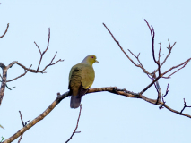 Lanka, Sri Lanka Green Pigeon