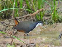 White-breasted Waterhen
