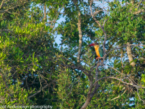 Stork-billed Kingfisher