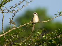 Brown Shrike