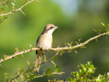Brown Shrike