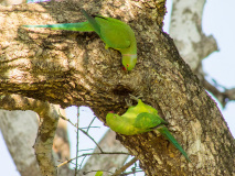 Rose-ringed Parakeets