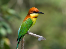 Chestnut-headed Bee-eater
