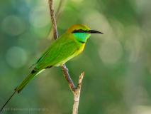 Green Bee-eater