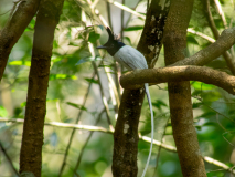 Asian Paradise Flycatcher
