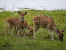 Spotted Deer