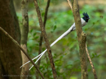 Asian Paradise Flycatcher