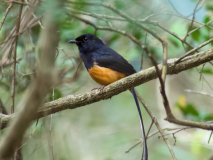 White-rumped  Shama