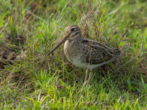 Pin-tailed Snipe