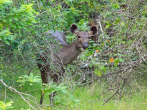 Sambar Deer
