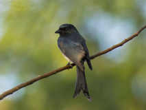 White-bellied Drongo