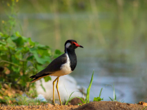 Red-wattled Lapwing