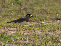 Yellow-wattled Lapwing