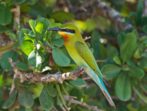 Blue-tailed Bee-eater