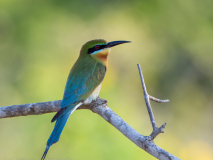 Blue-tailed Bee-eater