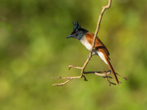 Asian Paradise Flycatcher