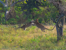 Leopards