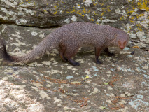 Ruddy Mongoose