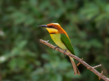 Chestnut-headed Bee-eater