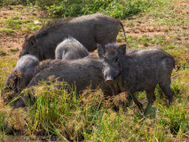 Wild Boars