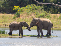 Asian Elephants