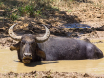 Wild Water Buffalo