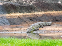 Mugger Crocodile
