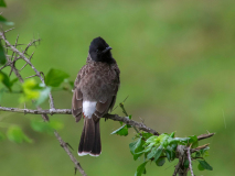 Red-vented Bulbul