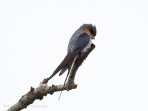 Grey-rumped Treeswift