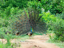 Indian Peafowl