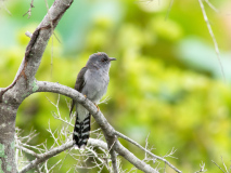 Plaintive Cuckoo