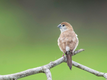Indian Silverbill