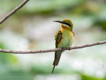 Blue-tailed Bee-eater