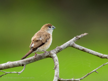 Indian Silverbill