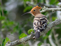 Hoopoe