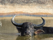 Wild Water Buffalo