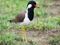 Red-wattled Lapwing