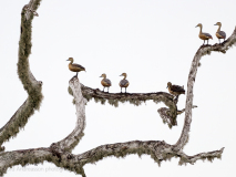Lesser Whistling Duck