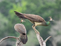 Indian Peafowl