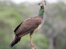 Indian Peafowl