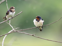 Barn Swallows