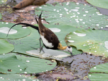 Pheasant-tailed Jacana