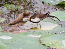 Pheasant-tailed Jacana