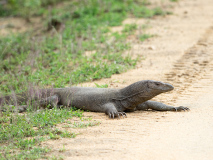 Bengal monitor